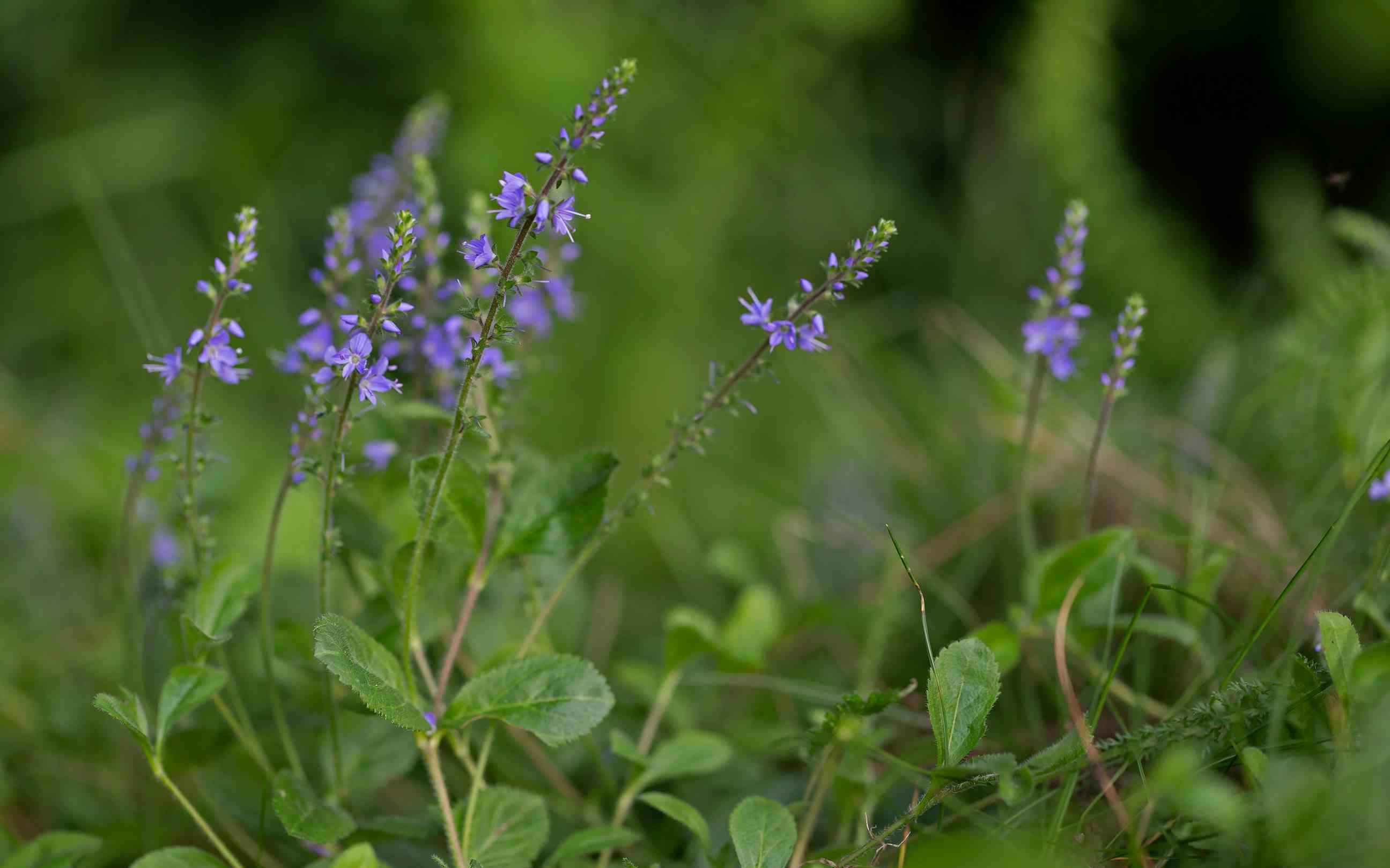 Speedwell
